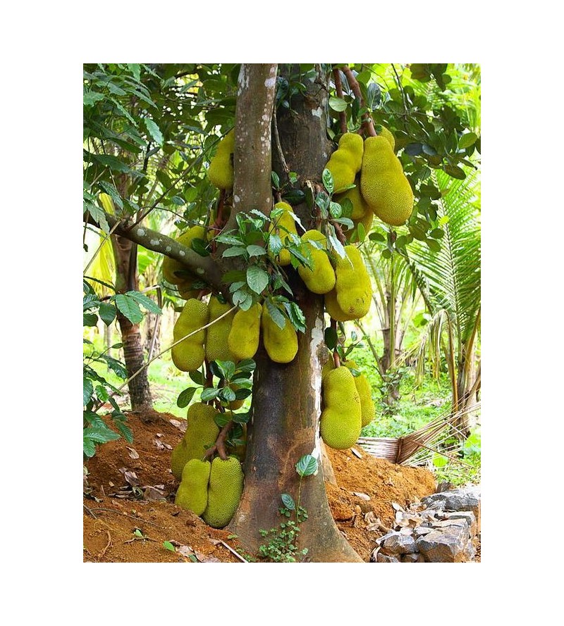 Organic Young Jackfruit