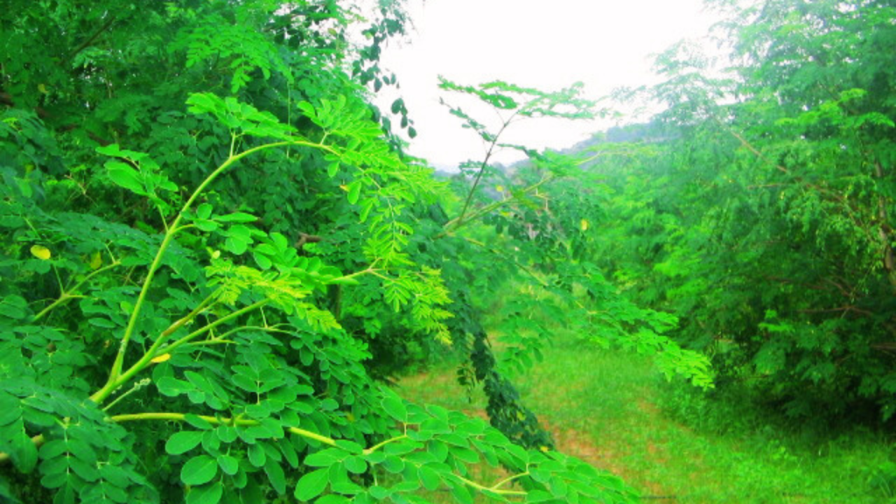 Herbal Products