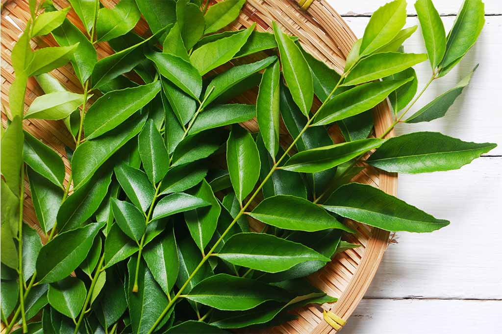 Organic Curry Leaves